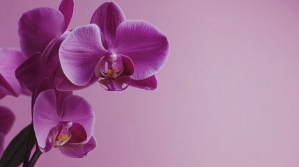 Naklejka premium A vibrant purple orchid against a subtle lavender backdrop, close-up shot, Minimalist style