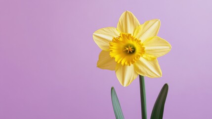 Obraz premium A vibrant yellow daffodil against a soft purple backdrop, close-up shot, Minimalist style