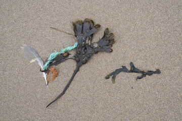 A sandy beach strewn with twigs, dried leaves, and weathered plastic fragments highlights the interplay of natural debris and human-made waste, emphasizing ocean pollution's environmental impact.