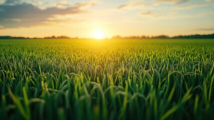 Fototapeta premium large green rice field under the sunset, with neatly arranged rows of paddy fields stretching into the distance