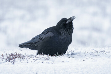 Common raven or northern raven (Corvus corax) standing in the snow in Alberta, Canada