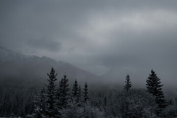 Snow covered trees on a mountain with fog in winter. Alberta, Canada