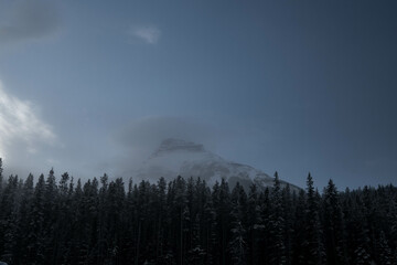 Snow covered trees on a mountain with fog in winter. Alberta, Canada