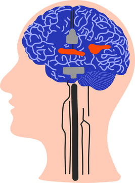 Brain as computer system