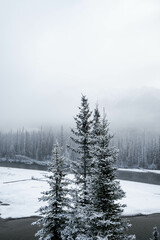 Winter landscape in Alberta, Canada with a river and conifer trees