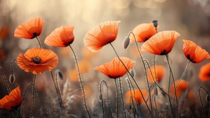 Obraz premium An artistic arrangement of fiery orange poppies against a blurred countryside backdrop, close-up shot, Naturalistic style