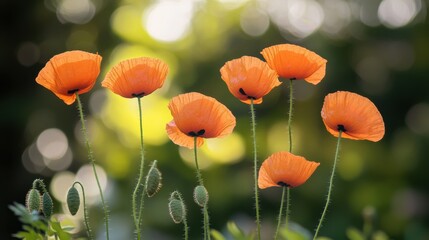Obraz premium An artistic arrangement of fiery orange poppies against a blurred countryside backdrop, close-up shot, Naturalistic style