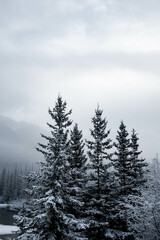 Snow covered conifer tree with trees and fog in the background, Alberta, Canada. Winter background