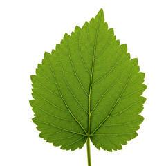 Fototapeta premium green leaf isolated on white background