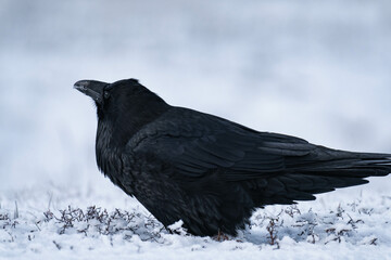 Common raven or northern raven (Corvus corax) standing in the snow in Alberta, Canada