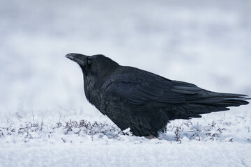 Common raven or northern raven (Corvus corax) standing in the snow in Alberta, Canada