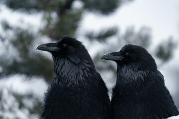 Two common raven or northern raven (Corvus corax) sitting on a wooden fence in the snow in Alberta,...