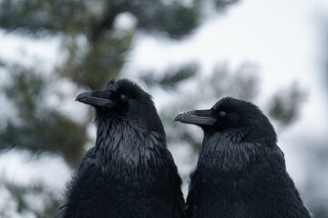 Two common raven or northern raven (Corvus corax) sitting on a wooden fence in the snow in Alberta, Canada