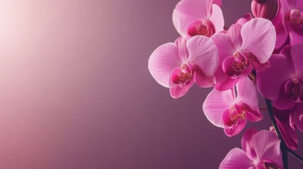 An elegant cascade of pink orchids against a deep mauve background, artistic close-up shot, Minimalist style