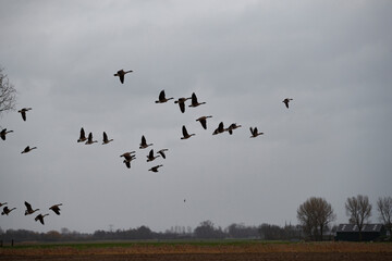 Flock of Canada geese soars across a pale sky over a rural landscape.