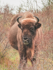 bizon op front © BolhoeveFotografie