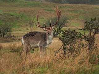 deer in te dunes
