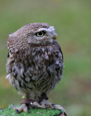bird of prey owl with yellow beak on falconer s perch during training