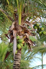 Brazilian coconut tree. Cultivated extensively in tropical areas.