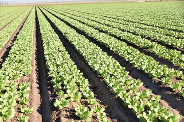 Yuma, AZ. U.S.A. 11/2024.  At the convergence of Arizona, California, Mexico and the Colorado River is Yuma, Arizona, the Winter Lettuce capital of North America. 
