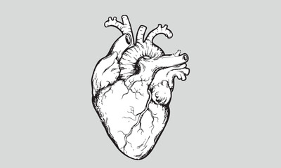 Human heart anatomically correct hand drawn line art and dotwork. Flash tattoo or print design vector