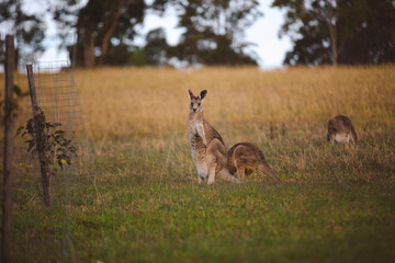 Kangaroos graze in a sunlit field of grass and golden vegetation. The scene captures a tranquil moment in their natural habitat, framed by distant trees and soft light