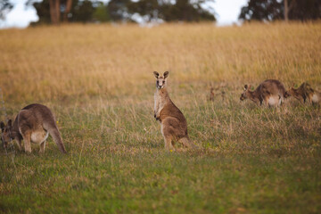 Kangaroos graze in a sunlit field of grass and golden vegetation. The scene captures a tranquil moment in their natural habitat, framed by distant trees and soft light
