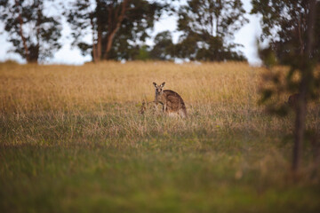 Kangaroos graze in a sunlit field of grass and golden vegetation. The scene captures a tranquil moment in their natural habitat, framed by distant trees and soft light