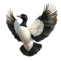 Obraz premium Black-headed duck spread wings in flight png isolated on transparent background