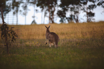 Kangaroos graze in a sunlit field of grass and golden vegetation. The scene captures a tranquil moment in their natural habitat, framed by distant trees and soft light
