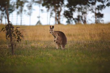 Kangaroos graze in a sunlit field of grass and golden vegetation. The scene captures a tranquil moment in their natural habitat, framed by distant trees and soft light