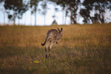 Kangaroos graze in a sunlit field of grass and golden vegetation. The scene captures a tranquil moment in their natural habitat, framed by distant trees and soft light