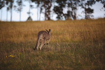 Kangaroos graze in a sunlit field of grass and golden vegetation. The scene captures a tranquil moment in their natural habitat, framed by distant trees and soft light