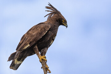 Long-crested Eagle Lophaetus occipitalis sitting in a tree, very high detail