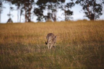 Kangaroos graze in a sunlit field of grass and golden vegetation. The scene captures a tranquil moment in their natural habitat, framed by distant trees and soft light