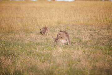 Kangaroos graze in a sunlit field of grass and golden vegetation. The scene captures a tranquil moment in their natural habitat, framed by distant trees and soft light