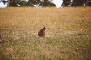 Kangaroos graze in a sunlit field of grass and golden vegetation. The scene captures a tranquil moment in their natural habitat, framed by distant trees and soft light