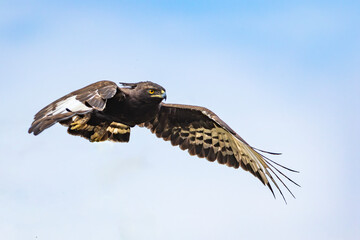 Long-crested Eagle Lophaetus occipitalis in flight, very high detail