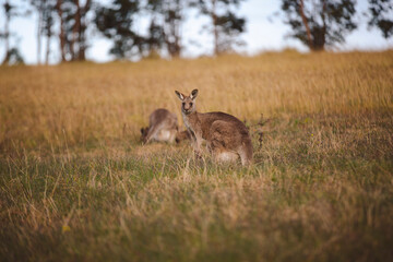 Kangaroos graze in a sunlit field of grass and golden vegetation. The scene captures a tranquil moment in their natural habitat, framed by distant trees and soft light