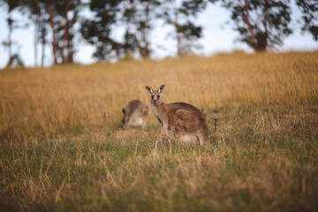 Kangaroos graze in a sunlit field of grass and golden vegetation. The scene captures a tranquil moment in their natural habitat, framed by distant trees and soft light