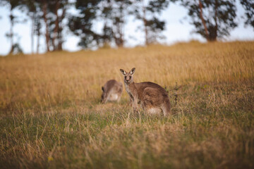 Kangaroos graze in a sunlit field of grass and golden vegetation. The scene captures a tranquil moment in their natural habitat, framed by distant trees and soft light
