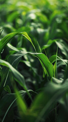 Fototapeta premium corn growing in a lush green field