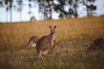 Kangaroos graze in a sunlit field of grass and golden vegetation. The scene captures a tranquil moment in their natural habitat, framed by distant trees and soft light
