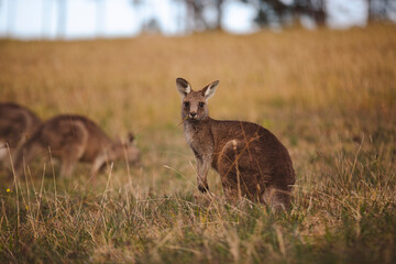 Kangaroos graze in a sunlit field of grass and golden vegetation. The scene captures a tranquil moment in their natural habitat, framed by distant trees and soft light