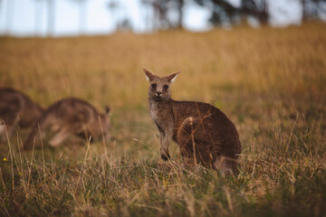 Kangaroos graze in a sunlit field of grass and golden vegetation. The scene captures a tranquil moment in their natural habitat, framed by distant trees and soft light