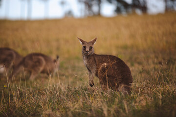 Kangaroos graze in a sunlit field of grass and golden vegetation. The scene captures a tranquil moment in their natural habitat, framed by distant trees and soft light