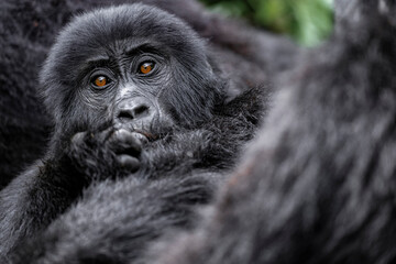 Obraz premium Super close up of young wild mountain gorilla in the nature habitat. Very rare and endangered animal close up. African wildlife. Big and charismatic creature. Mountain gorillas. Gorilla beringei
