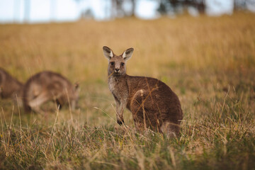 Kangaroos graze in a sunlit field of grass and golden vegetation. The scene captures a tranquil moment in their natural habitat, framed by distant trees and soft light