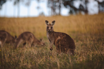Kangaroos graze in a sunlit field of grass and golden vegetation. The scene captures a tranquil moment in their natural habitat, framed by distant trees and soft light
