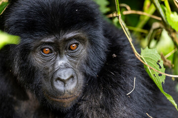 Wild mountain gorilla in the nature habitat. Very rare and endangered animal close up. African wildlife. Big and charismatic creature. Mountain gorillas. Gorilla beringei